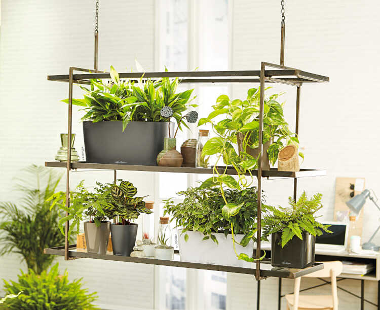 Plants in DELTA 10-20 Planters